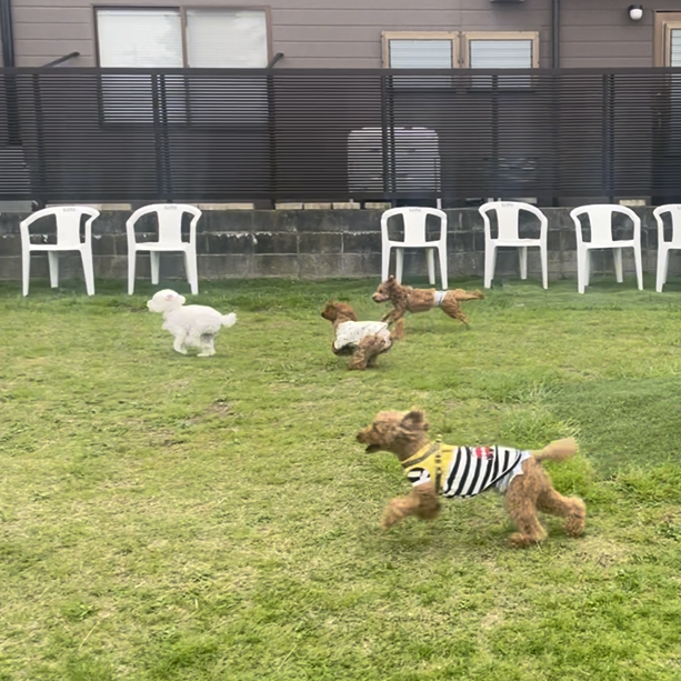 リーファナカガワ わんわんフェスティバル　わんわんレース